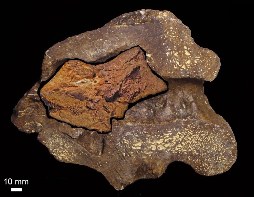 A vizsgált fosszília feltételezett helyzete a teljes koponyaüregben (digitálisan ráhelyezve egy eredeti Iguanodon koponyára). Forrás: 1.