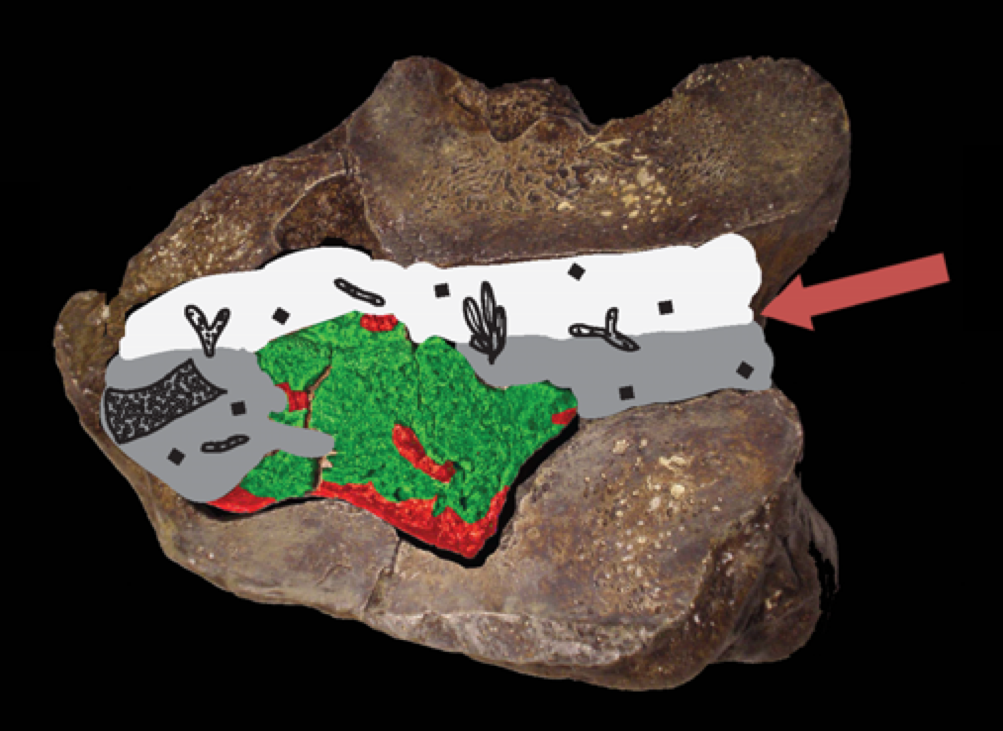 A koponya és a fosszília feltételezett helyzete fejjel lefelé. A teljes lelet jó része nem más, mint a koponyaüregbe került fosszilizálódott iszap. A zöld szín kalcium és foszfor tartalmú kollofán, míg a piros szín vas tartalmú sziderit kristályokat jelöl. Forrás: 1.