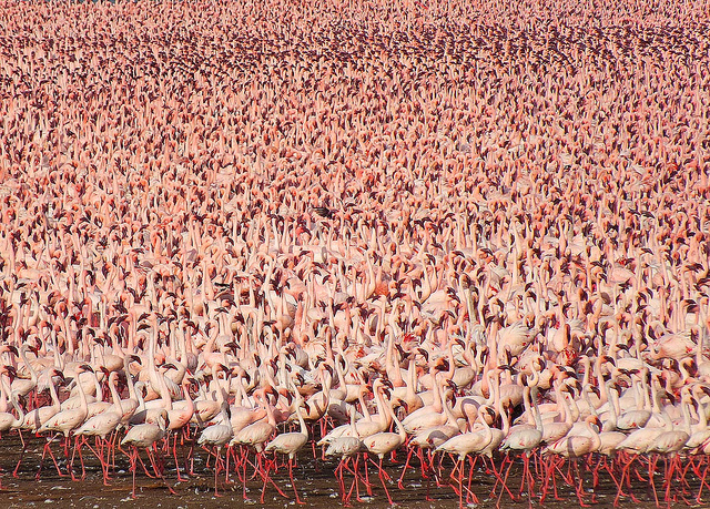flamingo flamingoes flock kenya lakes 1