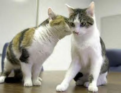 Rainbow az első klónozott kalikó macska és "anyja" CC. Bár genetikailag teljesen megegyeznek, mégis eltérő mintázatúak. a kép forrása: drsophiayin.com