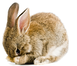 rabbit-pet-insurance-alternative2