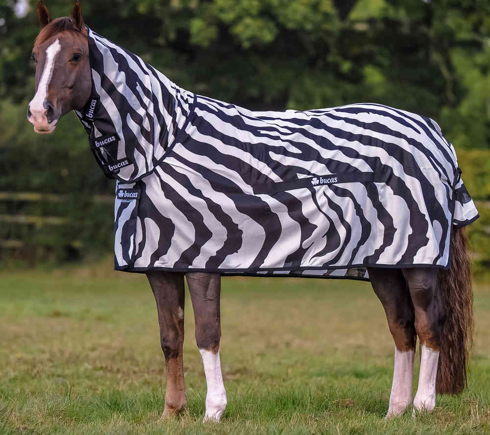 zebra ló