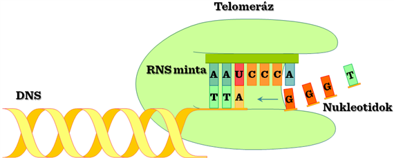 telomeráz