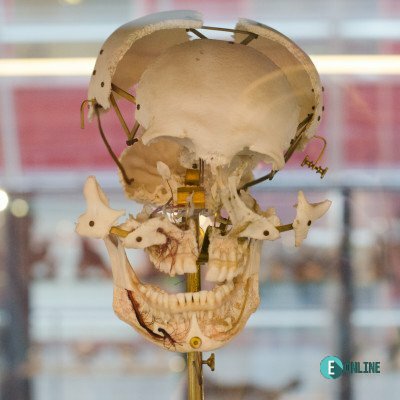 Agykutatás Hete az ELTE-n